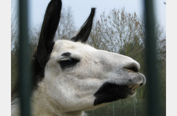 En nog een Lama