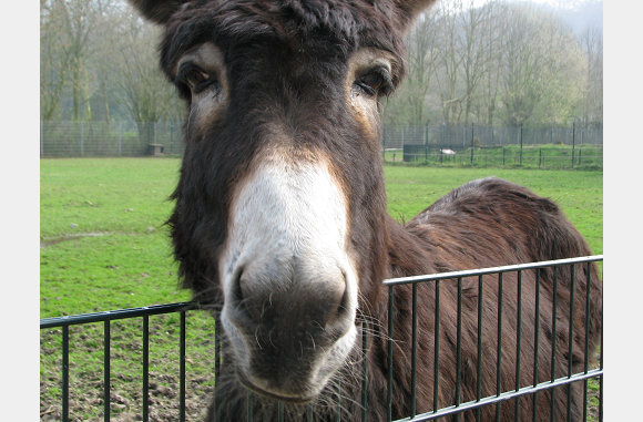 Hallo