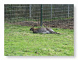Iets grotere kangaroo