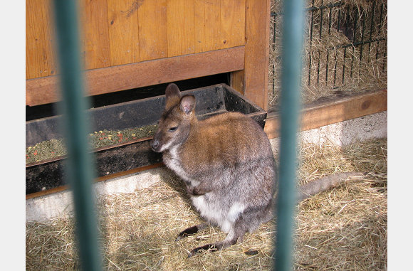 Mini kangaroo