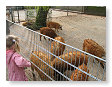 Varkens met krullen