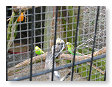 Vogeltjes hadden ze ook daar