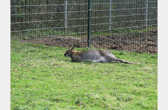 Iets grotere kangaroo
