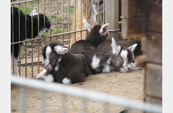 Baby geitjes