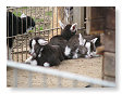 Baby geitjes