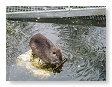 Bever familie