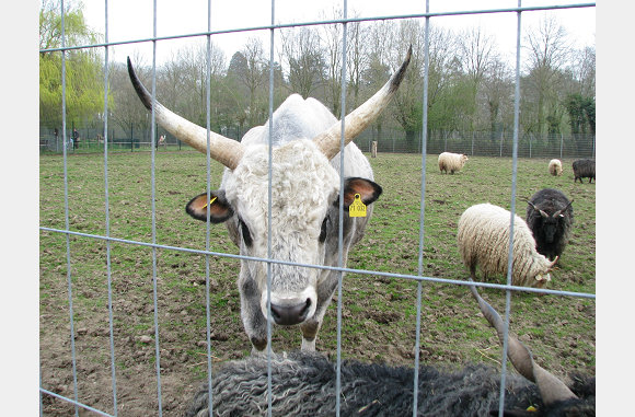 Heilige koe?