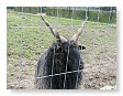 Mooie horens