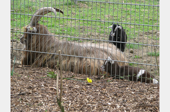 Papa geit, met baby's
