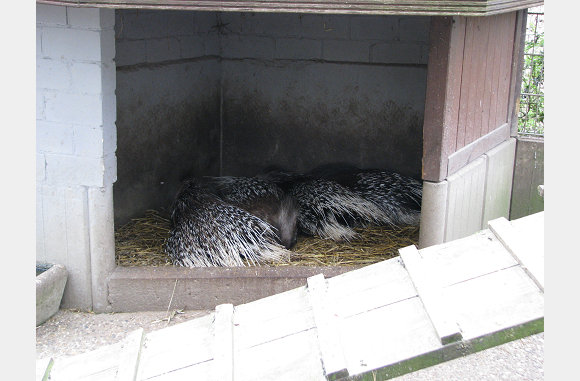 Stekelvarkens