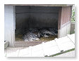 Stekelvarkens