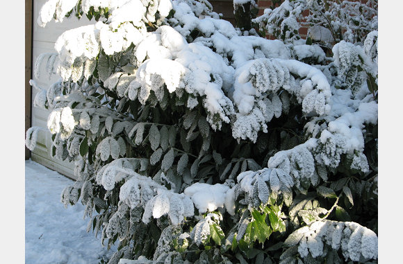 Ik zou niet weten wat voor plant dit is.