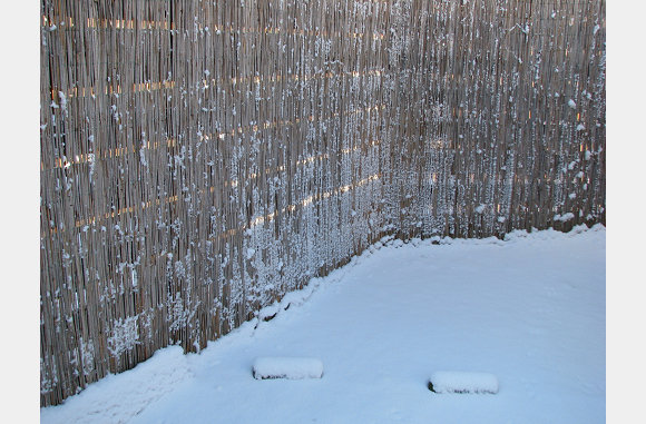 Leuk die sneeuw tegen dat riet.