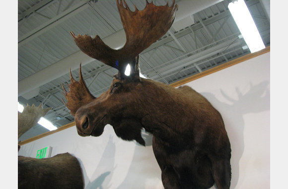 Mooooooooooh