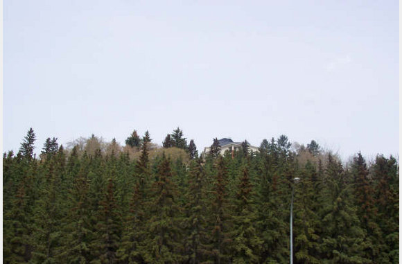Toch nog wat bomen.